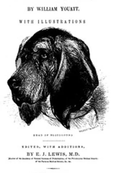 Обложка книги "Собака"